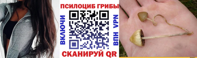 купить наркотики сайты  Чайковский  Псилоцибиновые грибы Psilocybe 